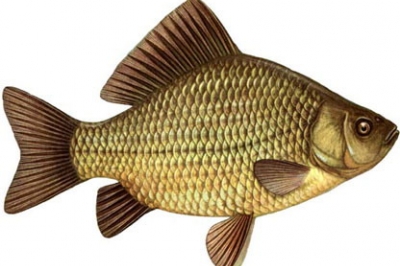 Ikan mas, sumber : Spotmancing.com