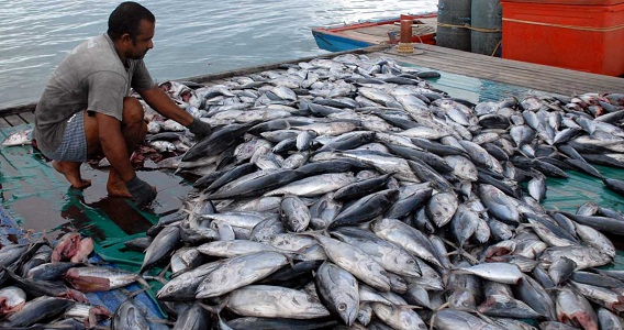 Ikan cakalang