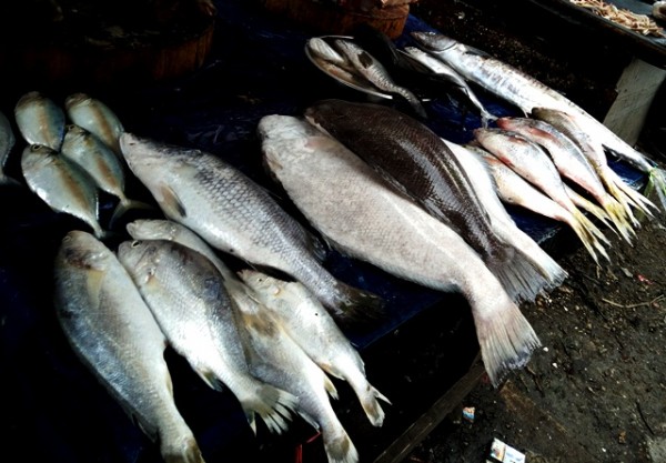 ikan segar di pasar