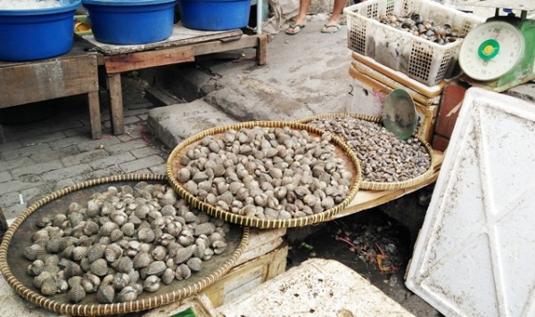 kerangdarah segar di pasar