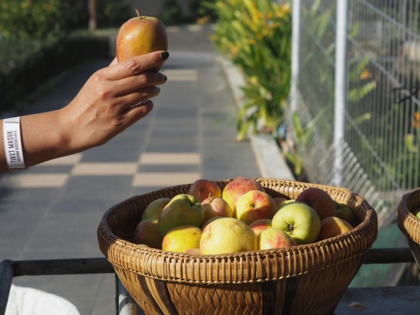 Menikmati buah apel langsung dari perkebunannya